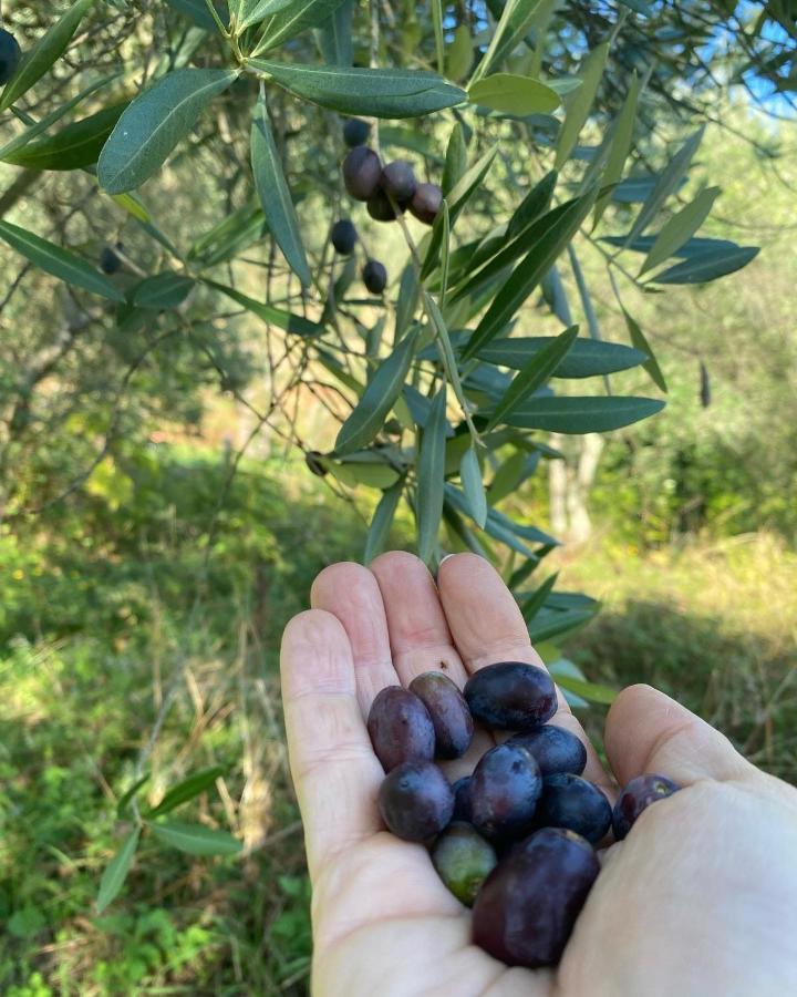 Sotto Il Cielo Di Toscana Appartamenti In Tenuta Only Adults No Pet Камайоре Екстериор снимка