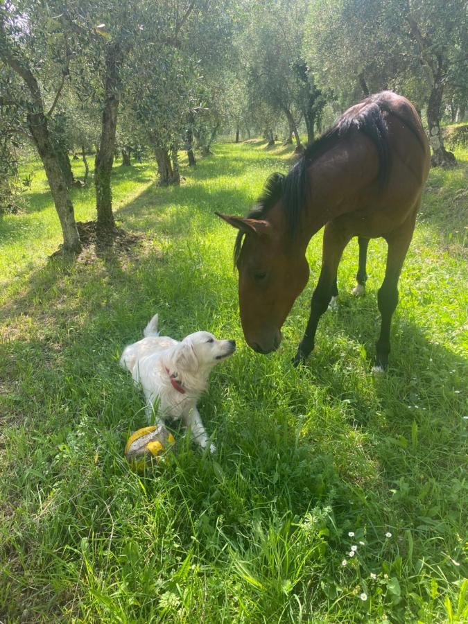 Sotto Il Cielo Di Toscana Appartamenti In Tenuta Only Adults No Pet Камайоре Екстериор снимка